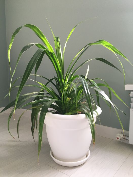 Панданус большое растение