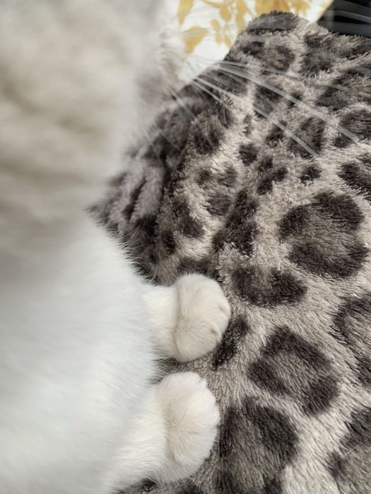 Mă ocup de animale de companie in lipsa stăpânului