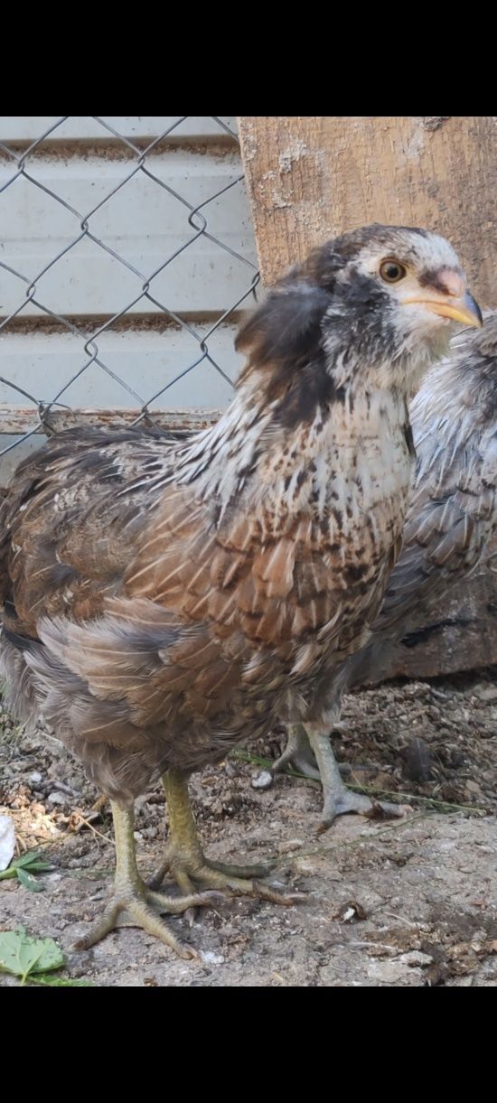 De vânzare puicute araucana
