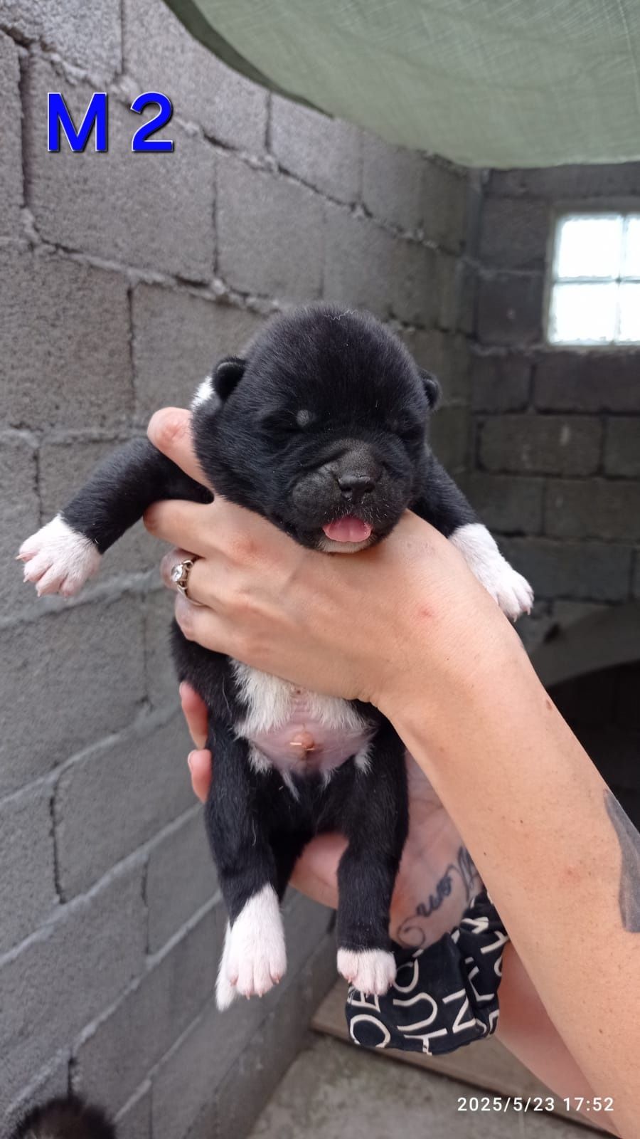 American akita rezervari