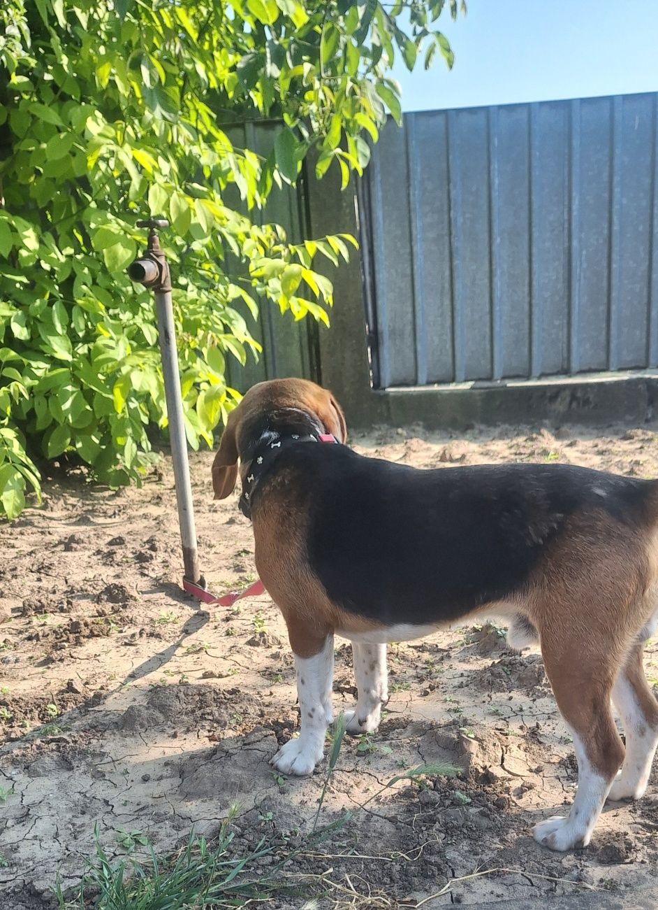 Oferta! Beagle, baietel, la un pret mic
