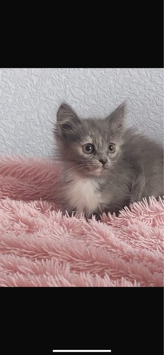Отдам котят в хорошие руки