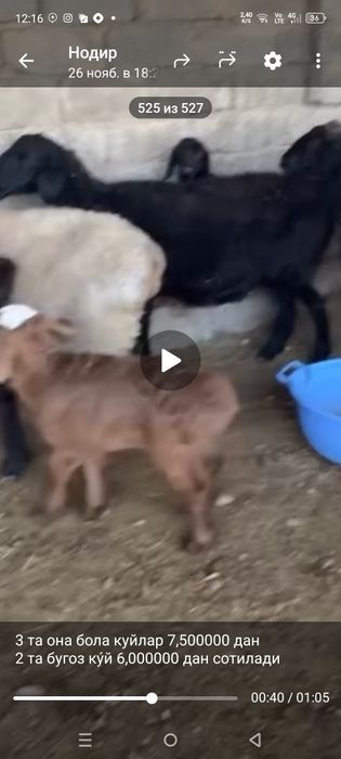 Куй ку́й она куй ва она бола куйлар парода хусори зоддор