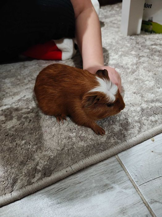 Продавам морски свинчета