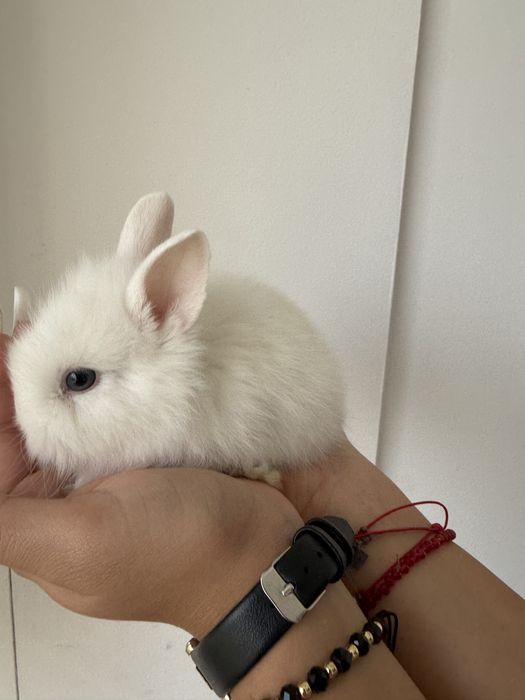 Iepurasi pitici mini toy fete si baieti