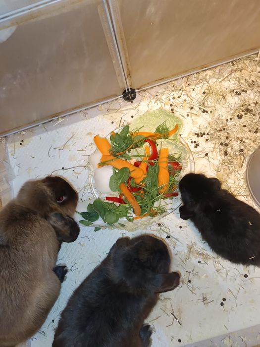 Donez 2 iepuri cap de leu