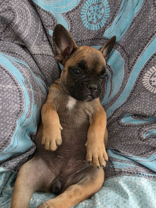 Catelusa bulldog francez