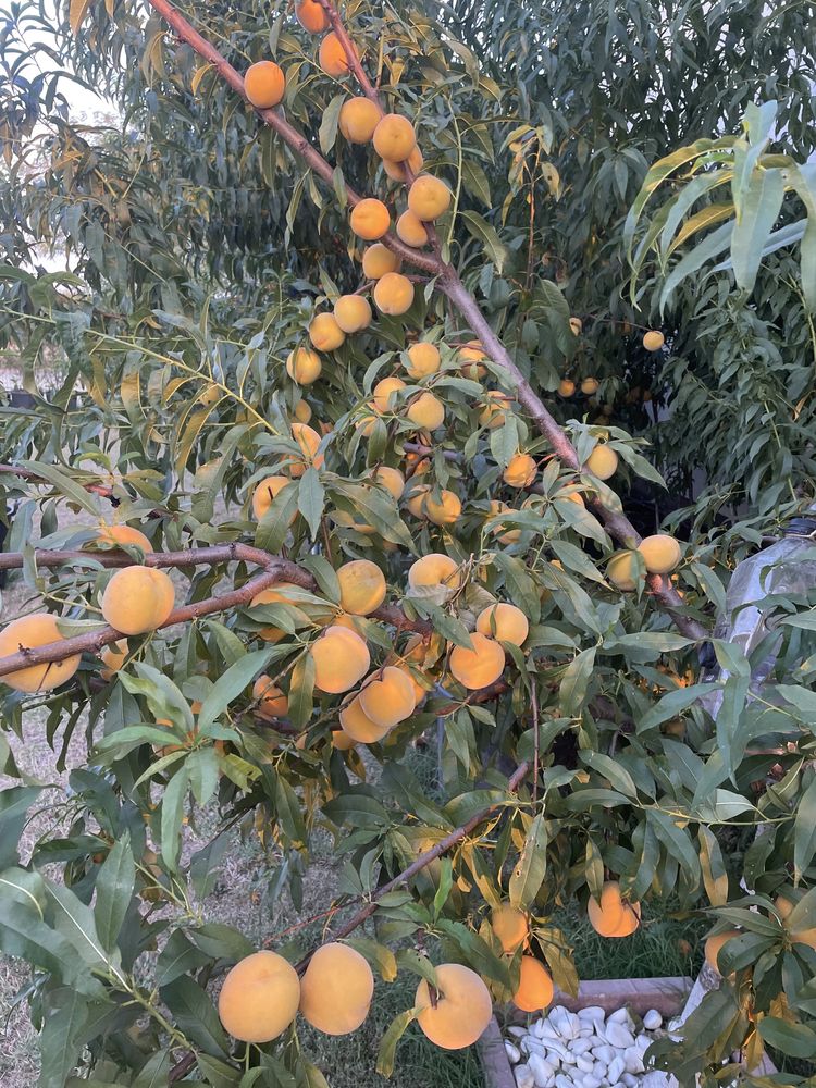 Pomi fructiferi pe rod / pomi la ghiveci