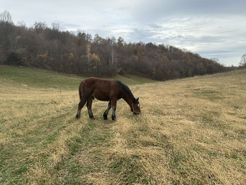 Vand iapa de 4 ani cu manz de 7 luni
