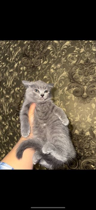 Скотиш страйт зотли