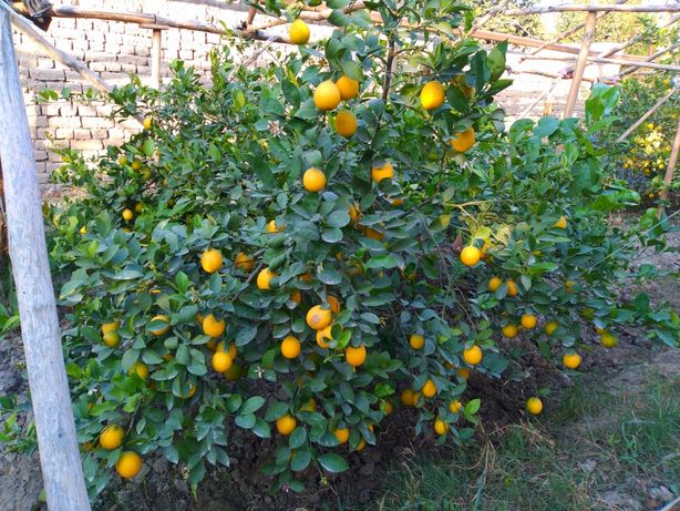 Мандарин Апельсин лимон кучатлар гарантия 100 фойз