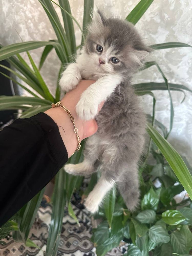 Шиншила хейланд котят