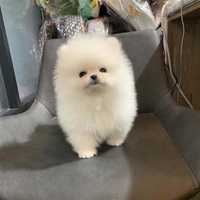 Pomeranian de buzunar pedigree fci