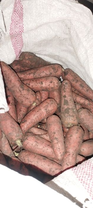 Продам морковь...