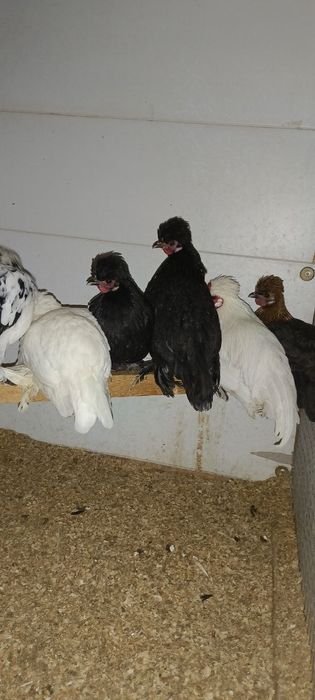 Япон 1 та  Хуроз ва 8 та Товуклари