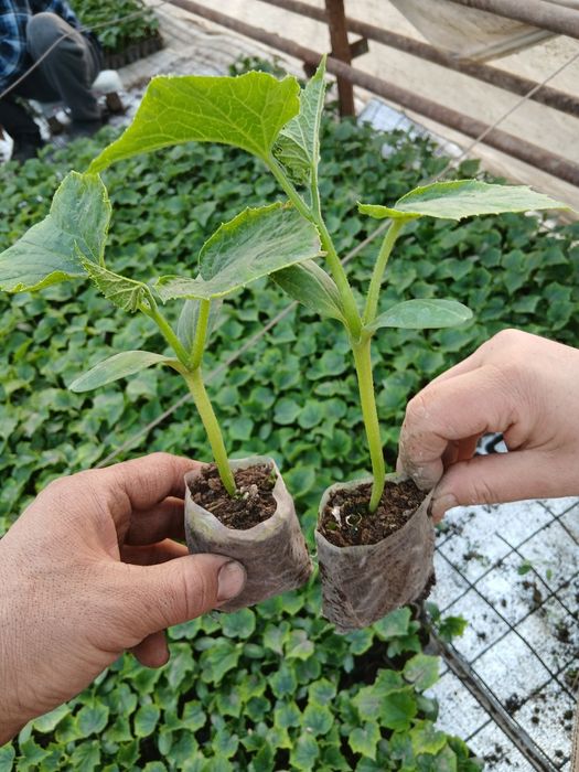 Памидор кучатлар бор