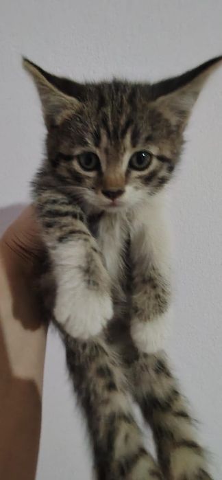 Отдам котят д.р 25. 09.