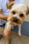 Yorkshire Terrier mascul, 3 ani – de vânzare