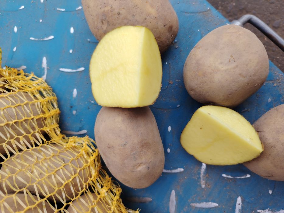 Cartofi +55 10kg Super calitate! Preturi negociabile