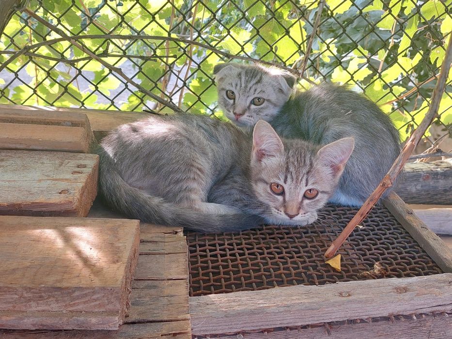 Котята в добрые руки