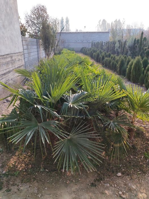 Palma vagnar sortidan va traxkalps bor optom