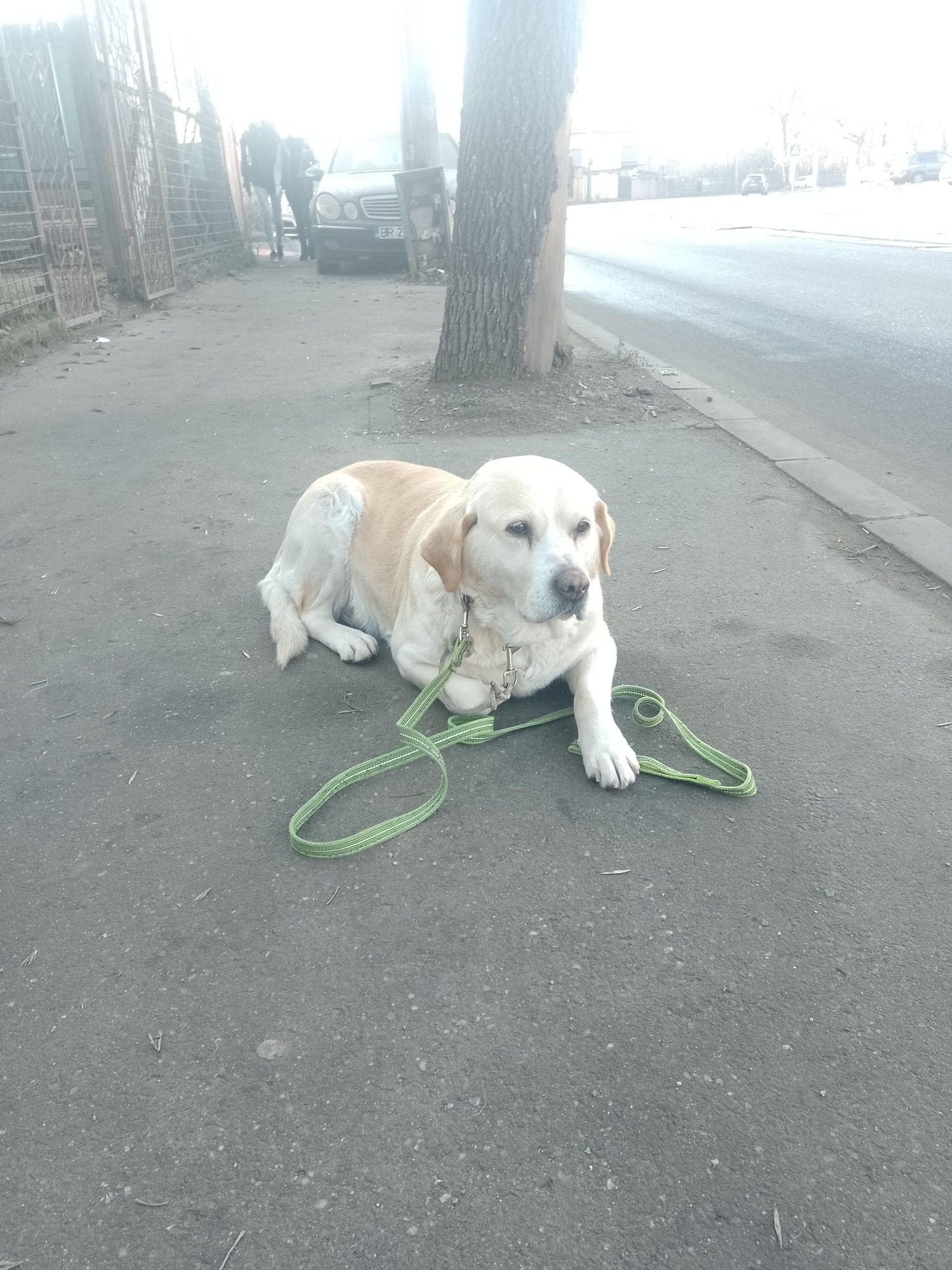 Dresaj canin acasă la tine