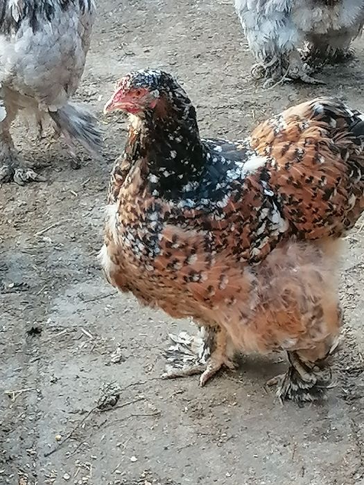 Кохин Стандарт кокошки порцелан, мрамори петли, яйца