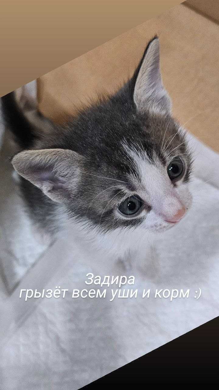 5 котенца търсят дом, хранят се самостоятелно, 4 момчета и 1 момиче