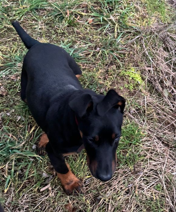 Doberman catelusa 4 luni donatie