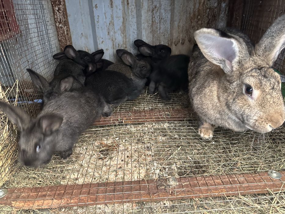 Vand pui Urias German