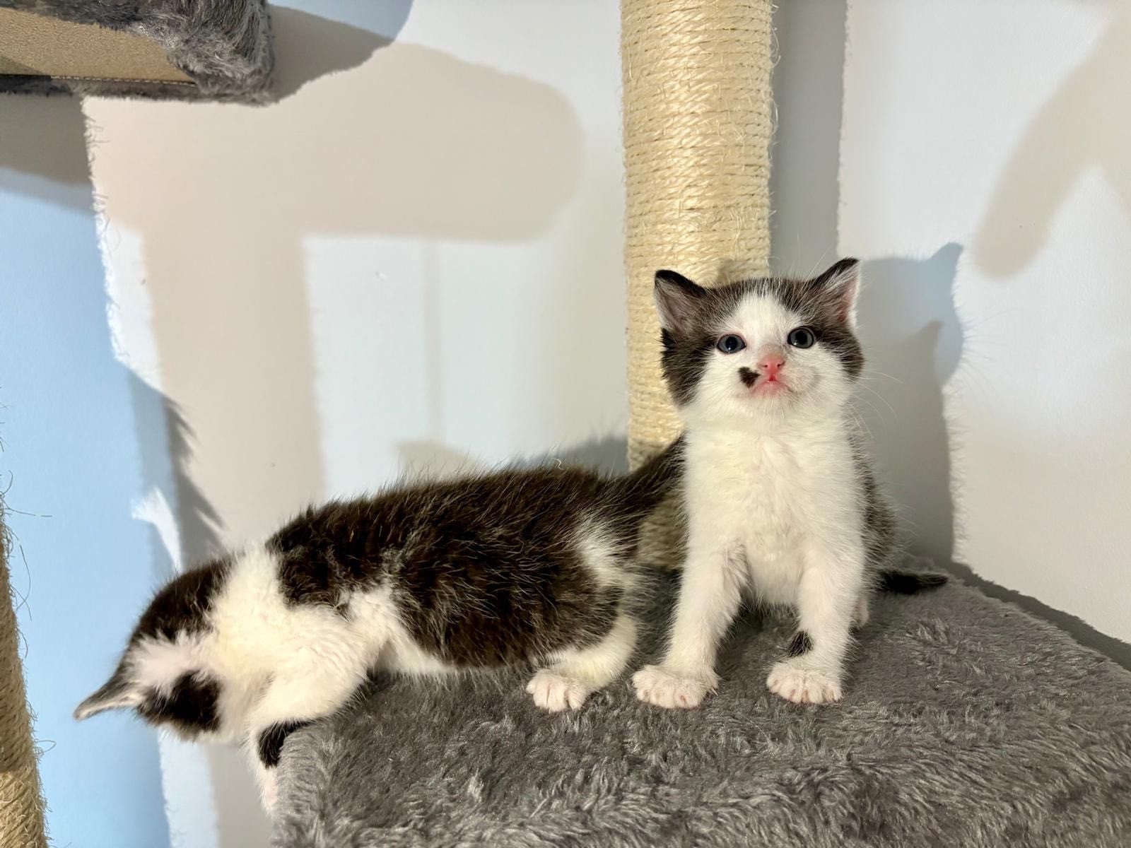 Ofer spre adopție 2 pisicuțe