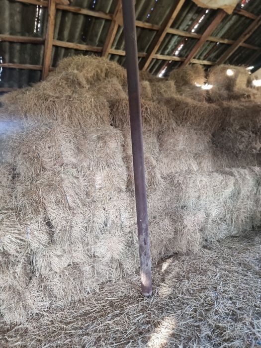 Vând baloti de ovăz verde