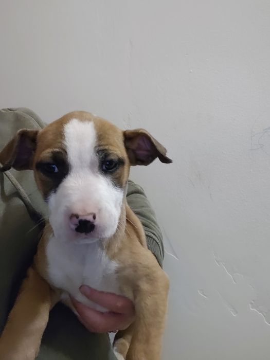 Donez cățelușă vârstă 2 luni