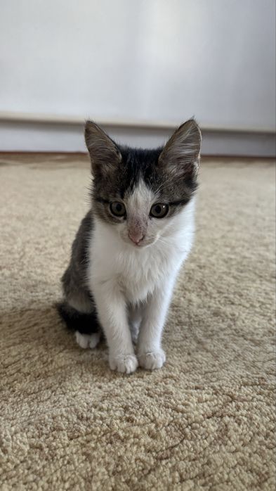 4месячные котята.