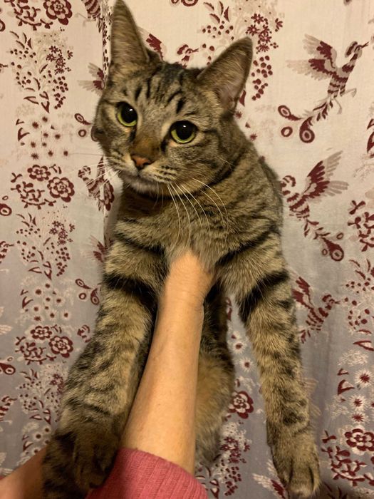 Потерялась кошка