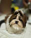 Shih Tzu băiat 6,5 luni