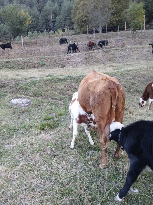 Продавам крави..