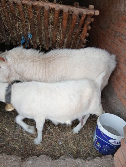 Capră și țap de vânzare