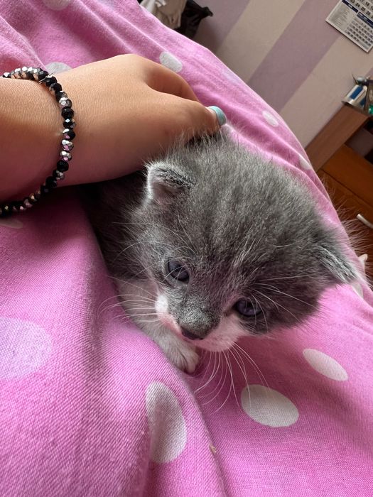 Подарявам 5 котенца