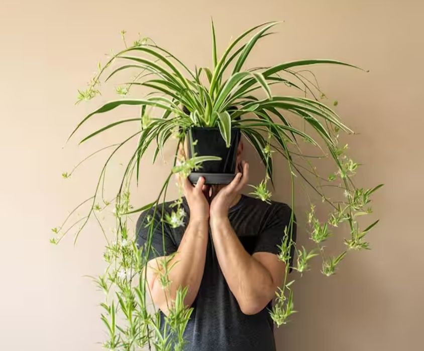 Продам - детки - Хлорофитум- цветок