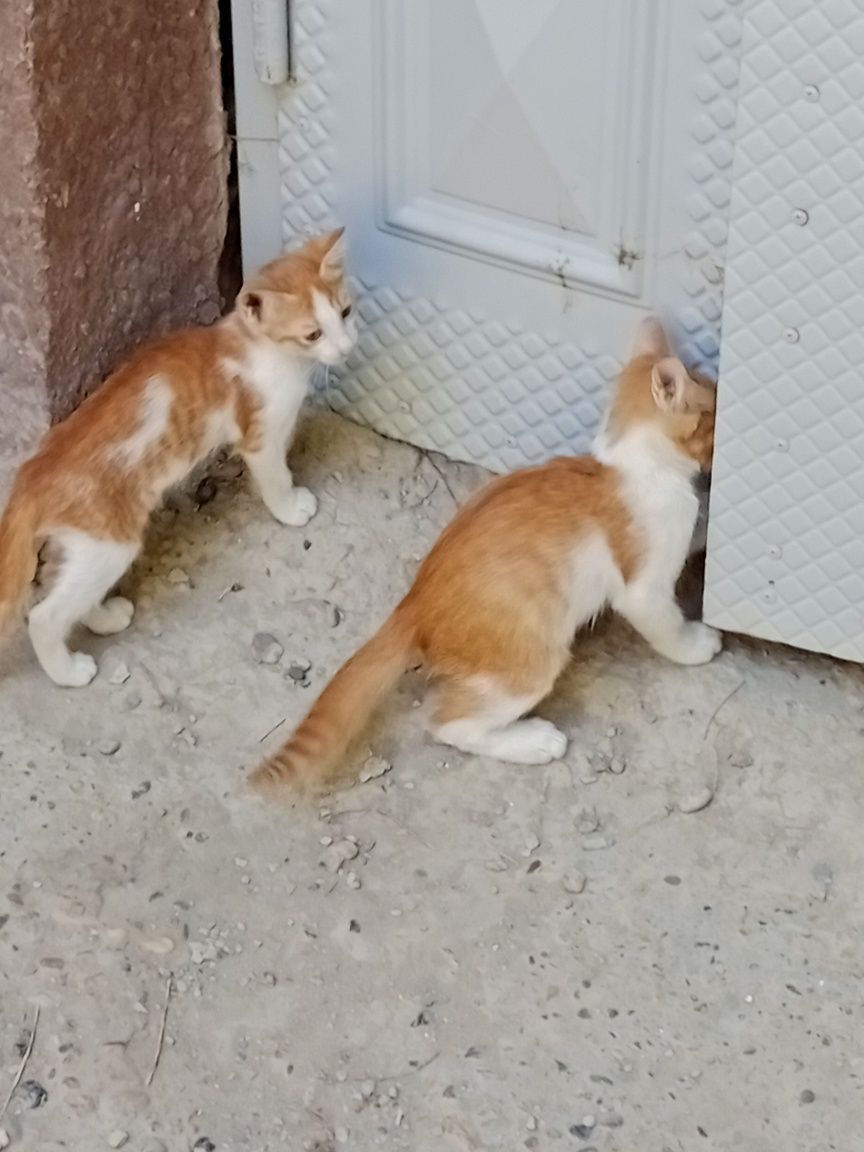 Котята,2 месяца(мальчики и девочки)