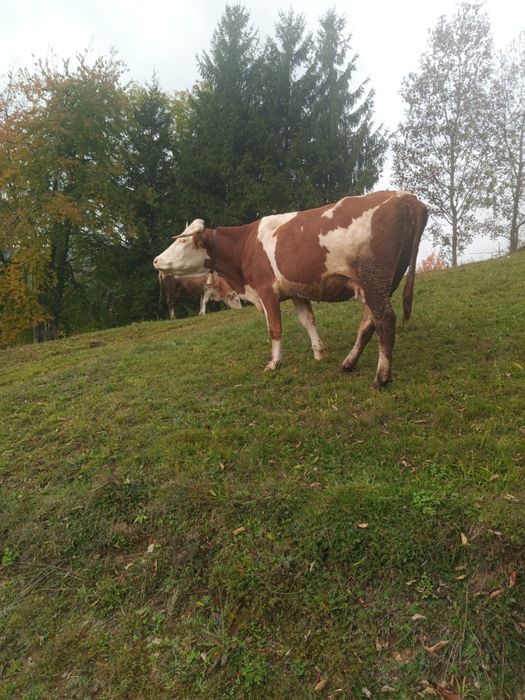 Vand vaca baltata