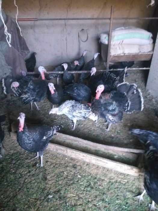 Mesni Induqla sotiladi aprelda chiqqan 75000 so‘m kilosi