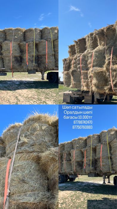 шоп сатылады ақтық жусаны бар