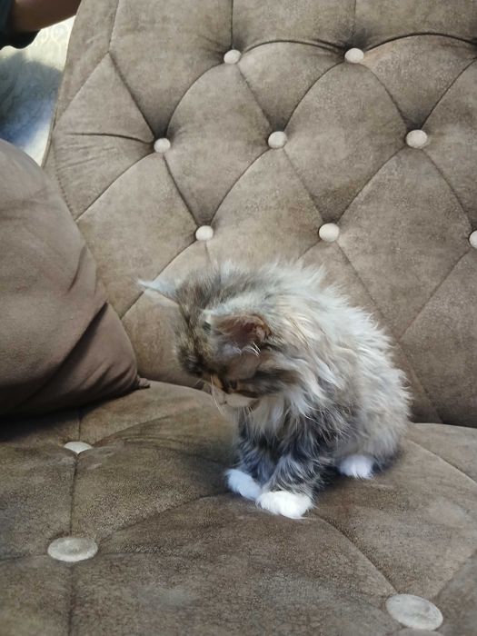 Отдам кота даром 2 месяца прирученый на латок и ест натуралку