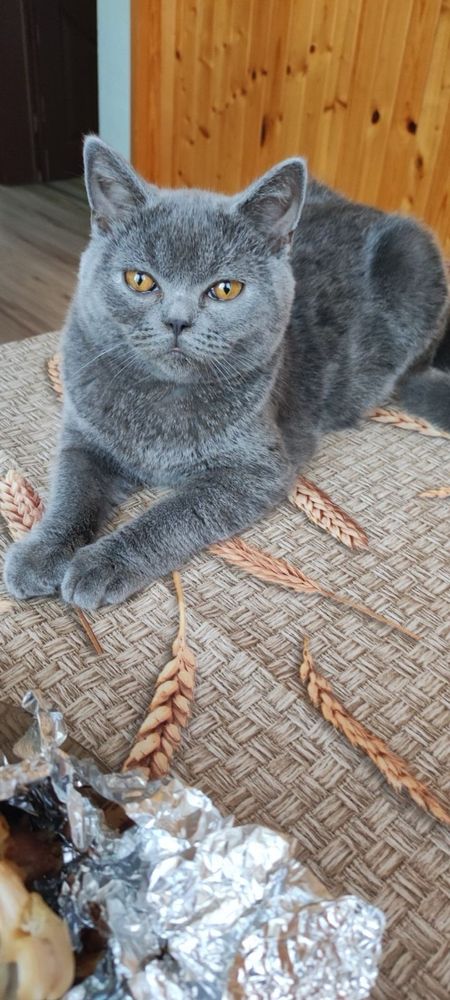 Британски котенца