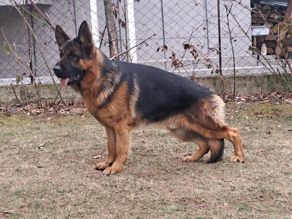 Немски Овчарки малки