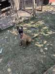 Belgian malinois