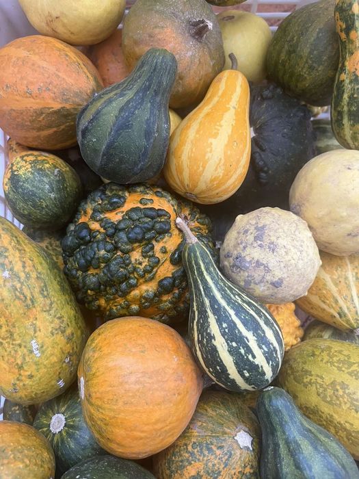 Декоративни тиквички/кратунки