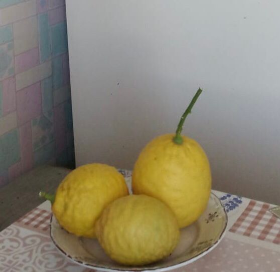 Продам растение лимон